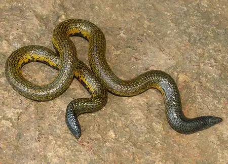 rhinophis melanogaster
