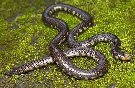 rhinophis melanoleucus