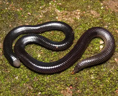 rhinophis oxyrhynchus