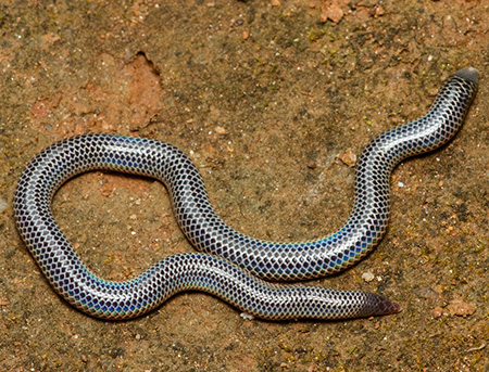 rhinophis philippinus