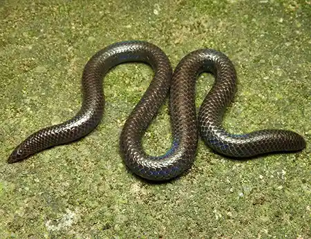rhinophis roshanpererai