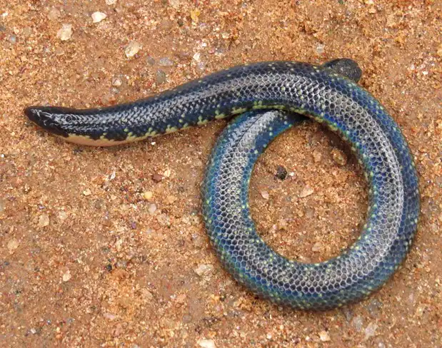 rhinophis saffragamus
