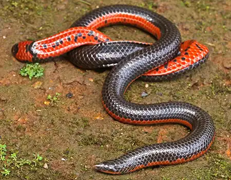 rhinophis sanguineus