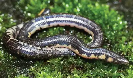 rhinophis siruvaniensis