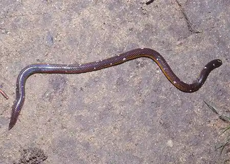 rhinophis tricoloratus