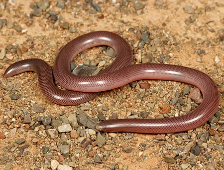 rhinotyphlops lalandei