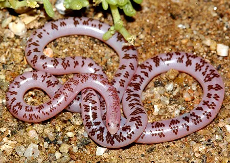 rhinotyphlops schinzi