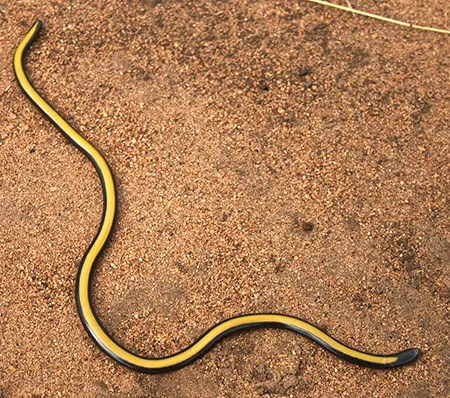 rhinotyphlops unitaeniatus