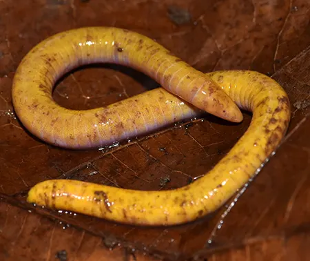 schistometopum ephele