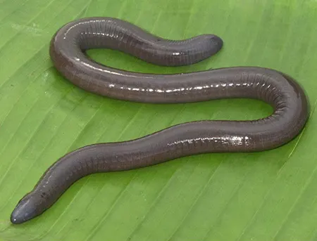 schistometopum gregorii