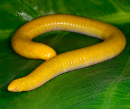 schistometopum thomense