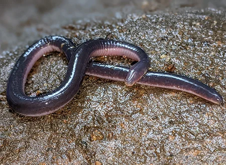 Buried-Eyed Caecilians