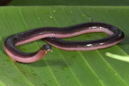 scolecomorphus vittatus
