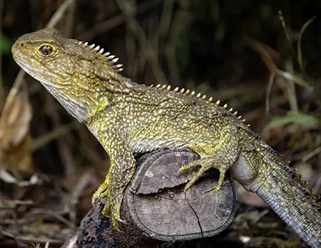 Rhynchocephalians