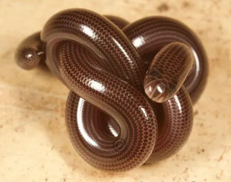 sundatyphlops polygramm