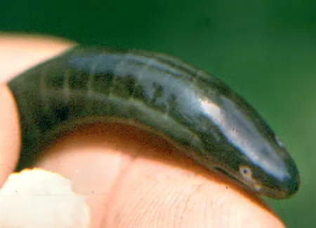 sylvacaecilia grandisonae