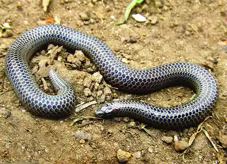 teretrurus rhodogaster