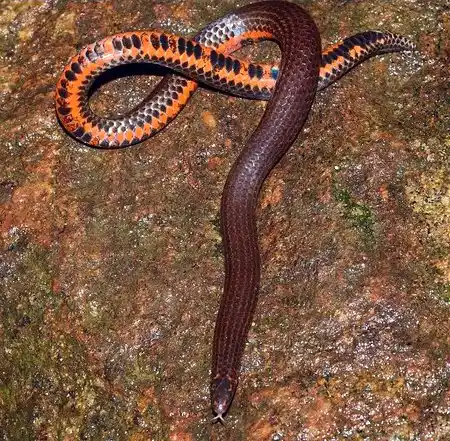 teretrurus sanguineus
