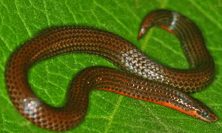 teretrurus travancoricus