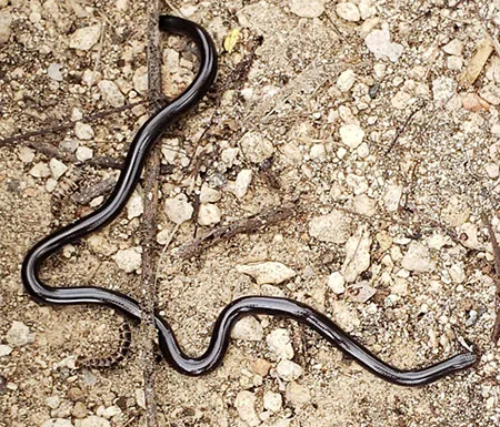 typhlops jamaicensis