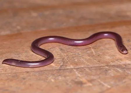 typhlops lumbricalis