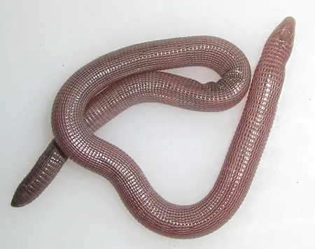 typhlops schwartzi