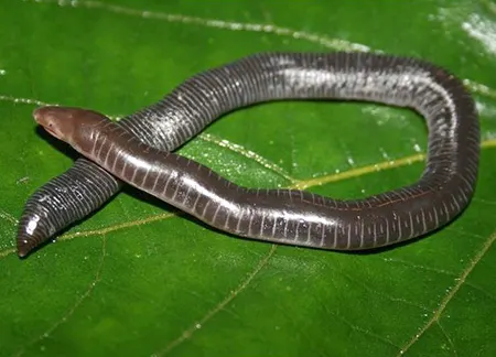uraeotyphlus menoni