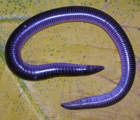 uraeotyphlus oxyurus