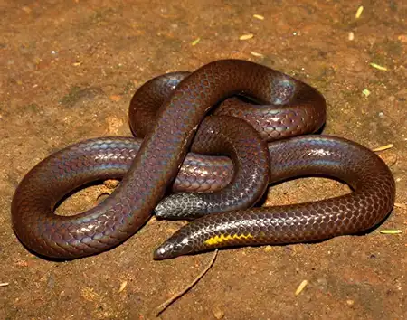 uropeltis bhupathyi