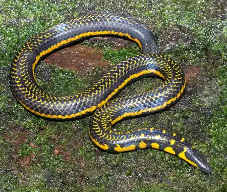 uropeltis bicatenata