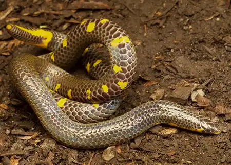 uropeltis caudomaculata