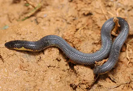 uropeltis ceylanica
