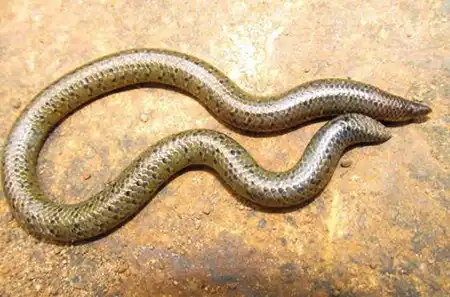 uropeltis dindigalensis