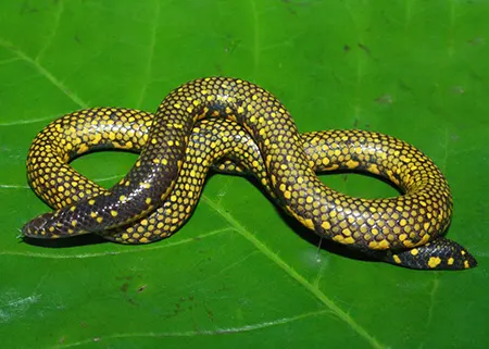 uropeltis liura