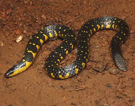 uropeltis macrolepis