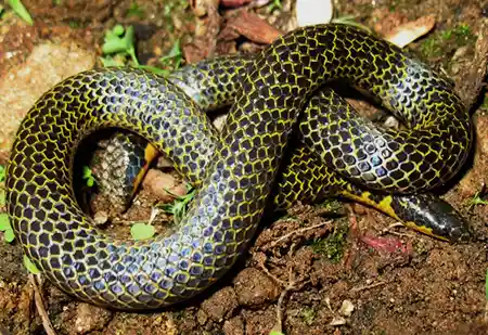 uropeltis madurensis