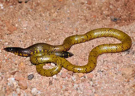 uropeltis ocellata