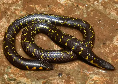 uropeltis phipsonii