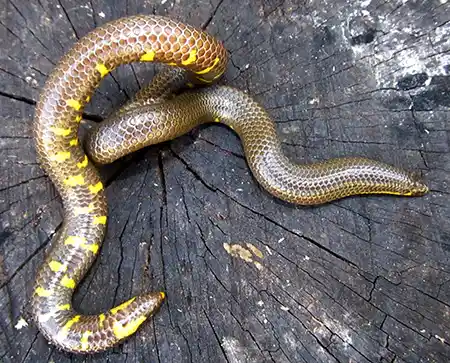 uropeltis pulneyensis