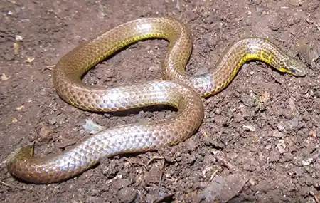 uropeltis rajendrani