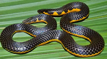 uropeltis rubrolineata