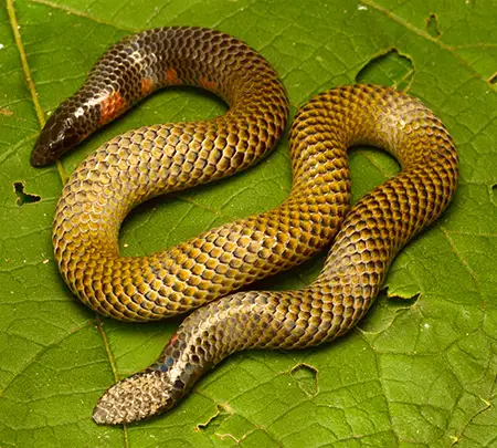 uropeltis rubromaculata