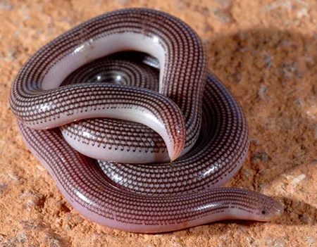xerotyphlops socotranus