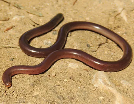 xerotyphlops syriacus