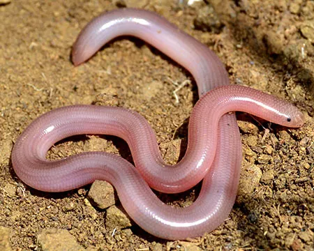 xerotyphlops vermicularis
