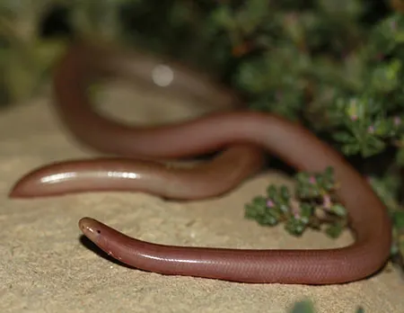 xerotyphlops wilsoni
