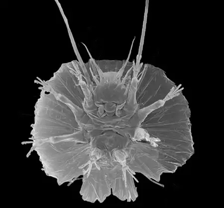 actinarctus doryphorus