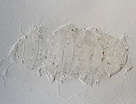 antechiniscus conversus