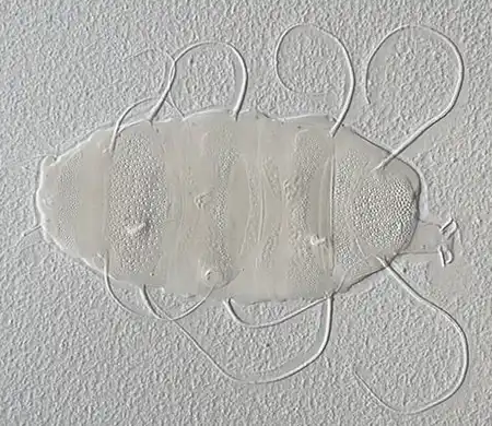 antechiniscus parvisentus