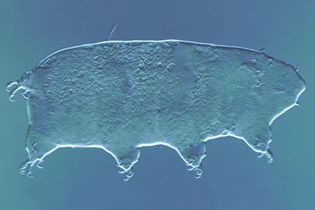 archechiniscus-biscaynei